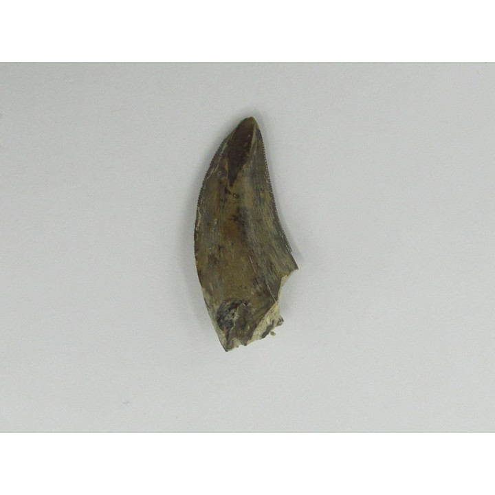 Tyrannosaure sp.