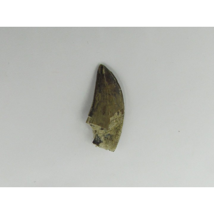 dent de : Tyrannosaure sp.