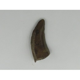 dent de : Tyrannosaure sp.