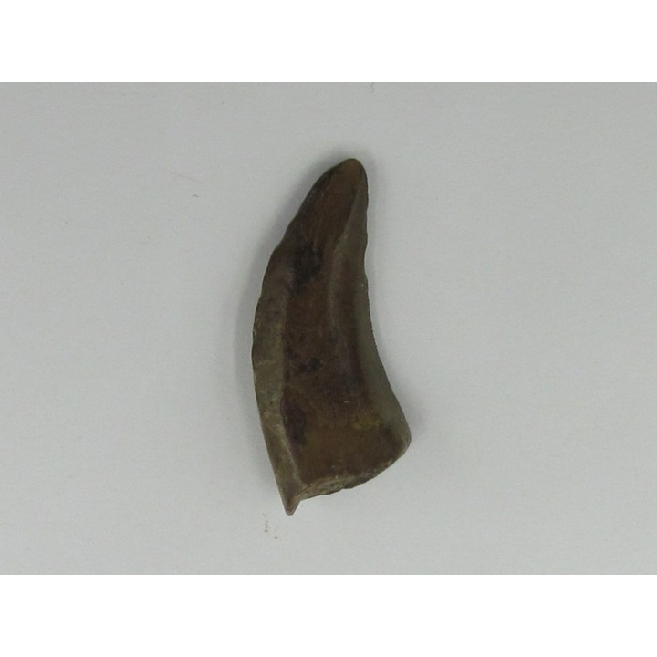 dent de : Tyrannosaure sp.