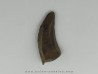 Tyrannosaure sp.