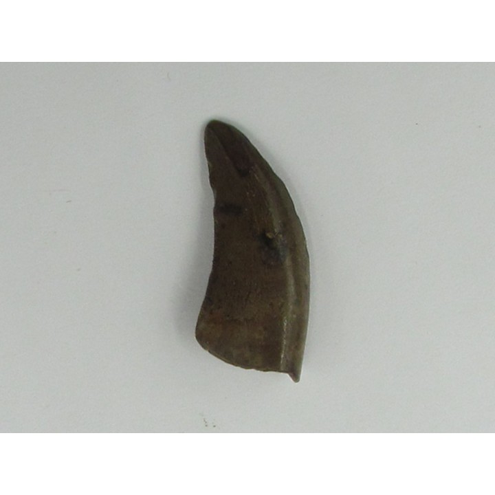 dent de : Tyrannosaure sp.