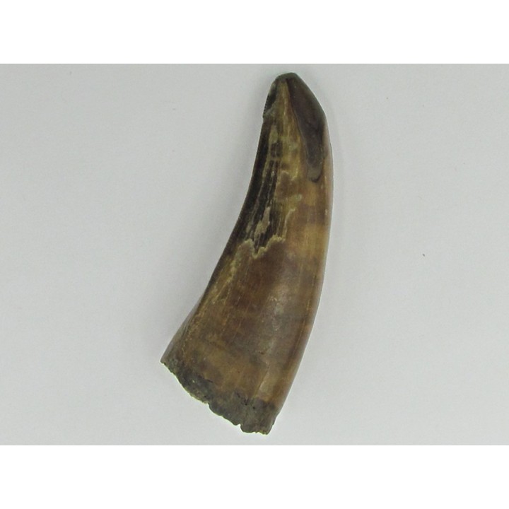 dent de : Tyrannosaure rex