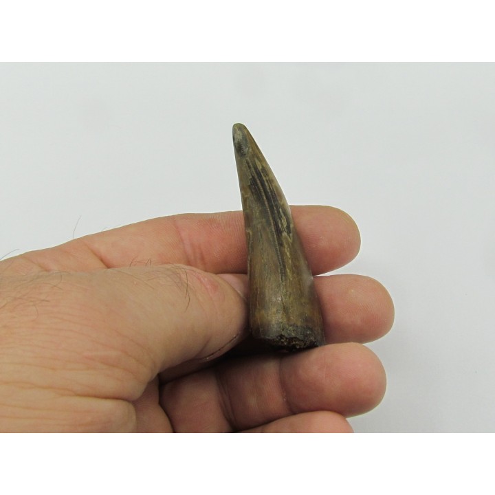 dent de : Tyrannosaure rex