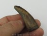 Tyrannosaure rex