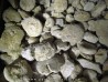 ammonites bathonian