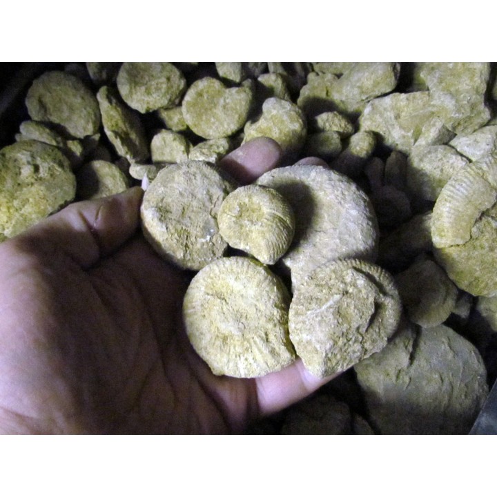ammonites bathonian