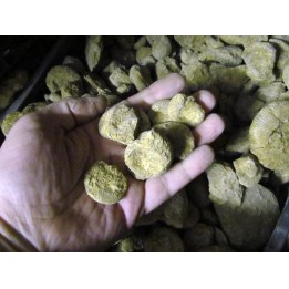 ammonites bathonian