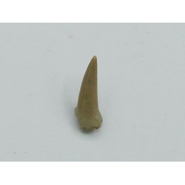 dinosaur tooth: Richardoestesia gilmorei