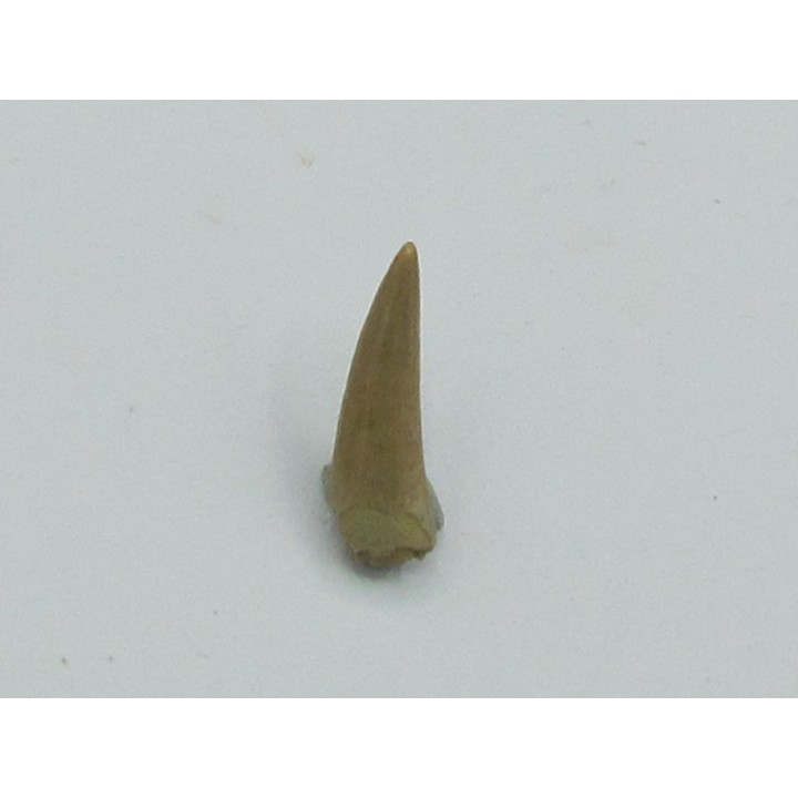 dinosaure: Richardoestesia gilmorei