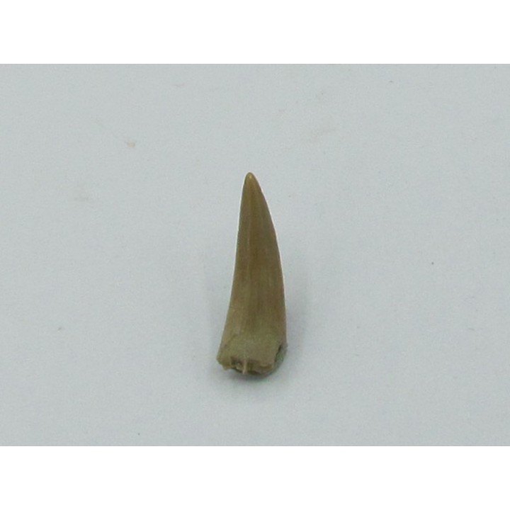 dinosaur tooth: Richardoestesia gilmorei