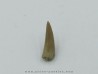 dinosaur tooth: Richardoestesia gilmorei