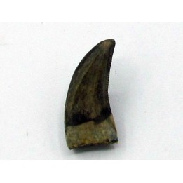 dinosaur tooth: Paronychodon lacustris