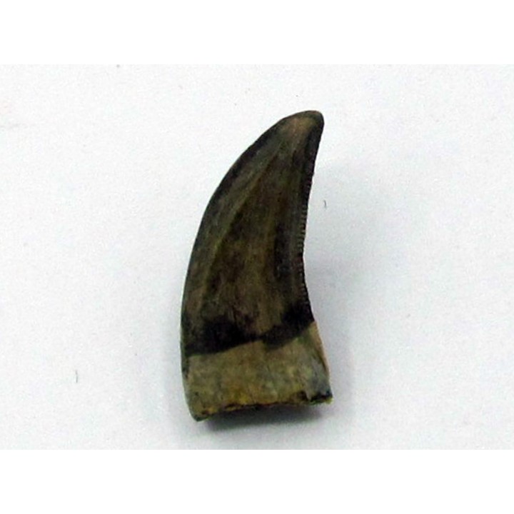 dent de: Paronychodon lacustris