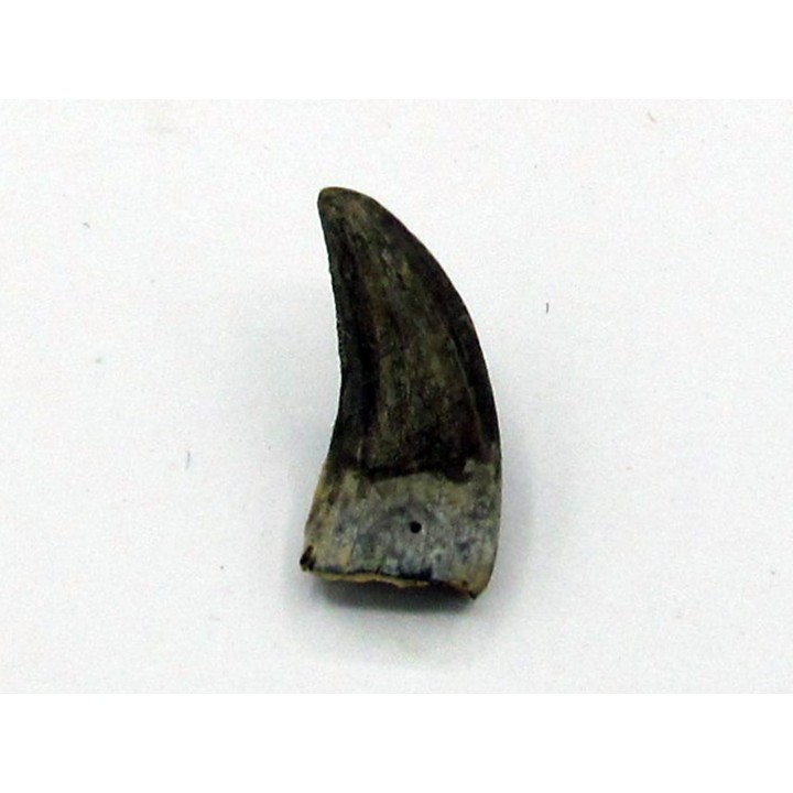 dinosaur tooth: Paronychodon lacustris