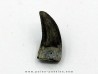 dinosaur tooth: Paronychodon lacustris