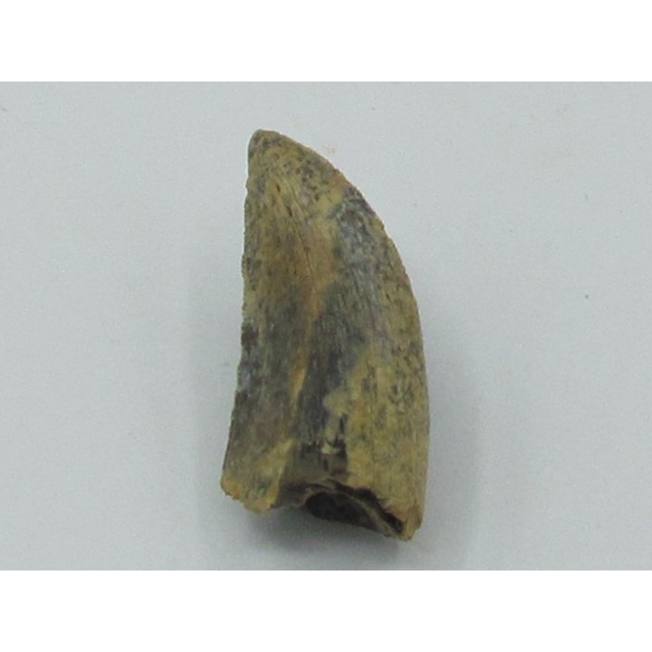 dent de : Daspletosaurus torosus