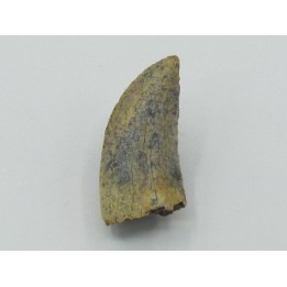 Daspletosaurus torosus