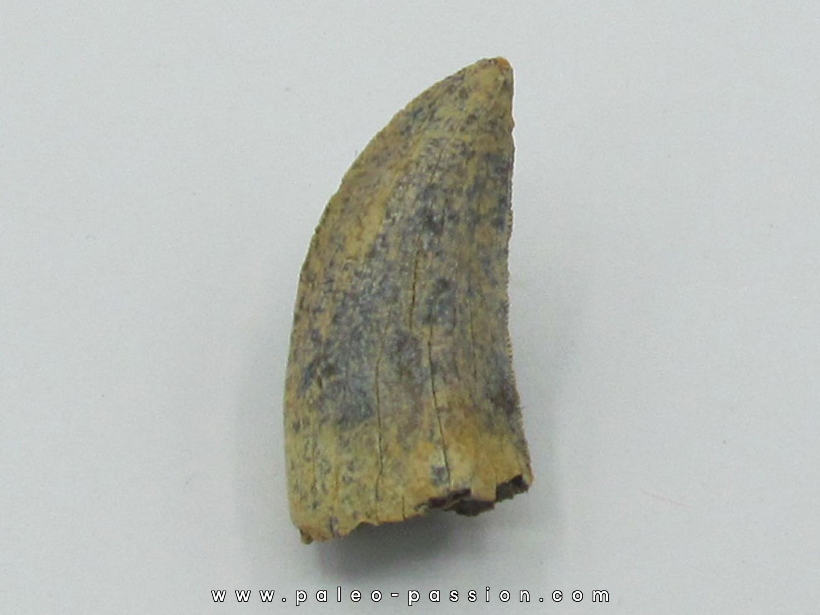 dent de : Daspletosaurus torosus
