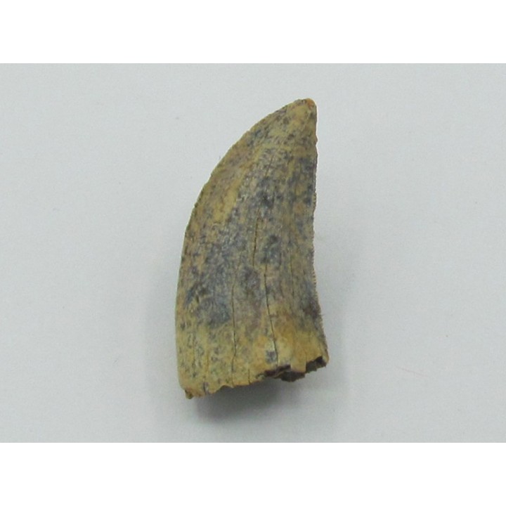 Daspletosaurus torosus