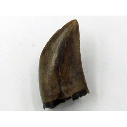 Gorgosaurus libratus