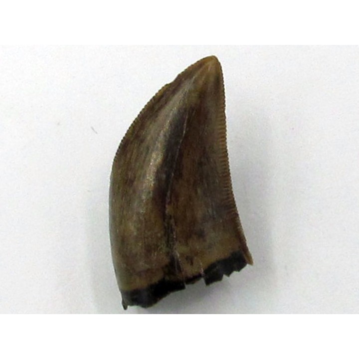 Gorgosaurus libratus