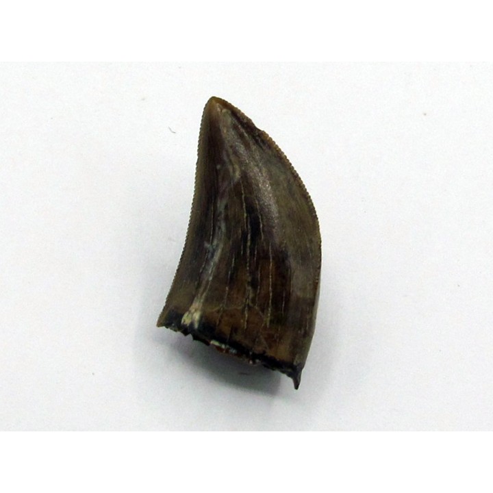 Gorgosaurus libratus