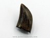 dent de : Gorgosaurus libratus