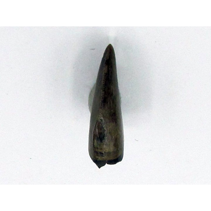 dent de : Gorgosaurus libratus