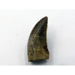 Gorgosaurus libratus
