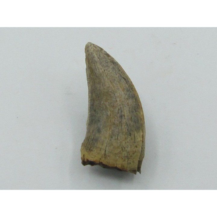 Gorgosaurus libratus