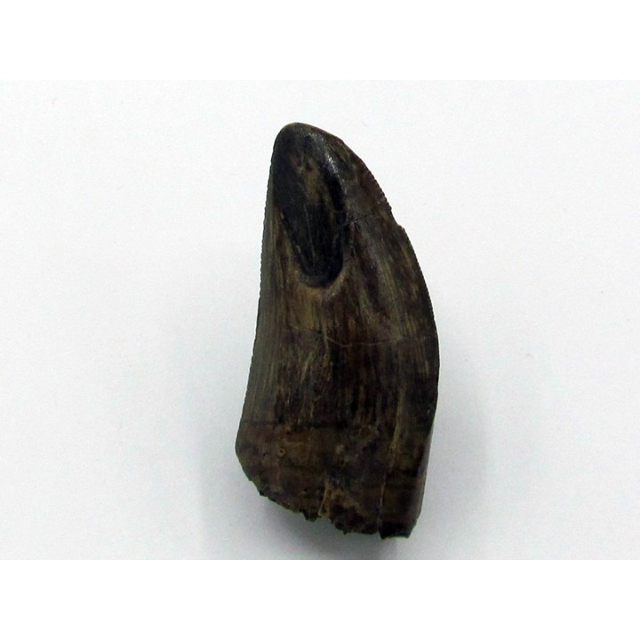 dent de : Tyrannosaurus