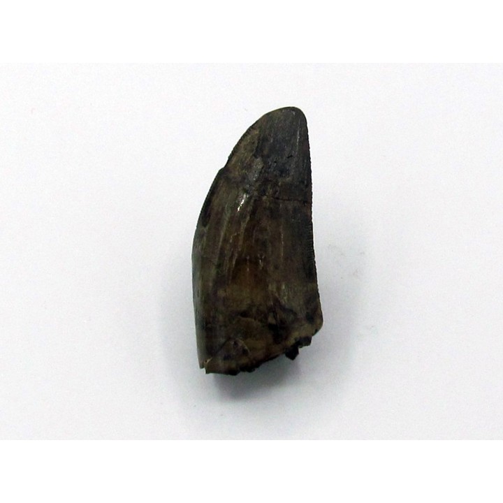 Tyrannosaurus