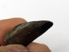 dent de : Tyrannosaurus