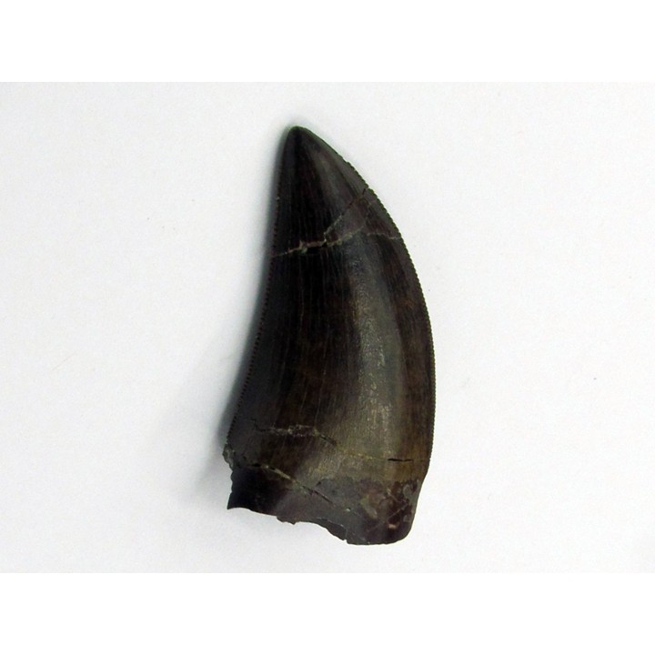 dent de : Tyrannosaure rex