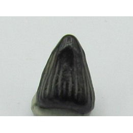 dent d'ICHTHYOSAURE:  Platypterygius sp.