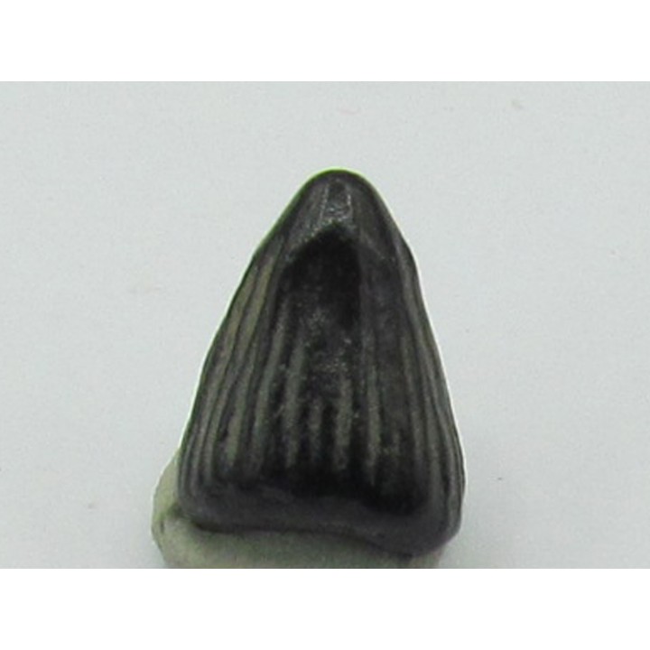 dent d'ICHTHYOSAURE:  Platypterygius sp.