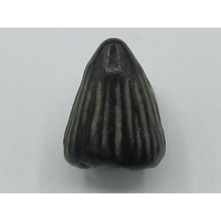 dent d'ICHTHYOSAURE:  Platypterygius sp.
