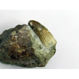 Siamosaurus suteethorni
