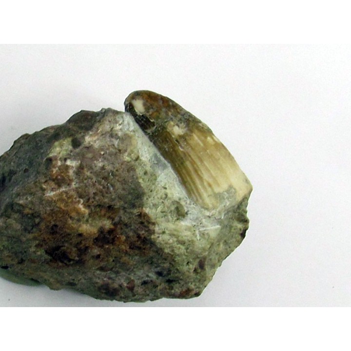 Siamosaurus suteethorni