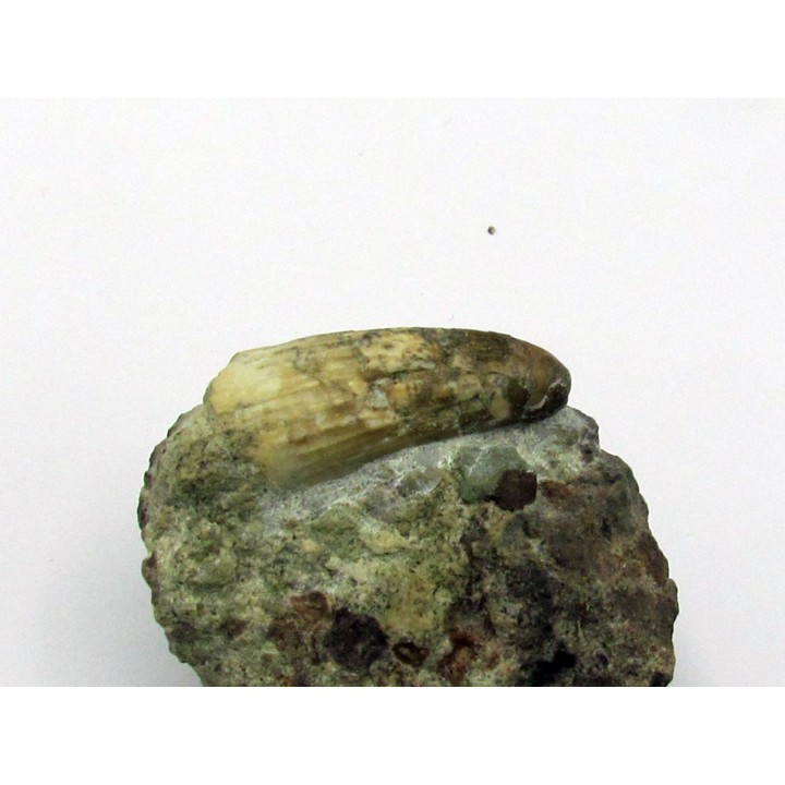 Siamosaurus suteethorni