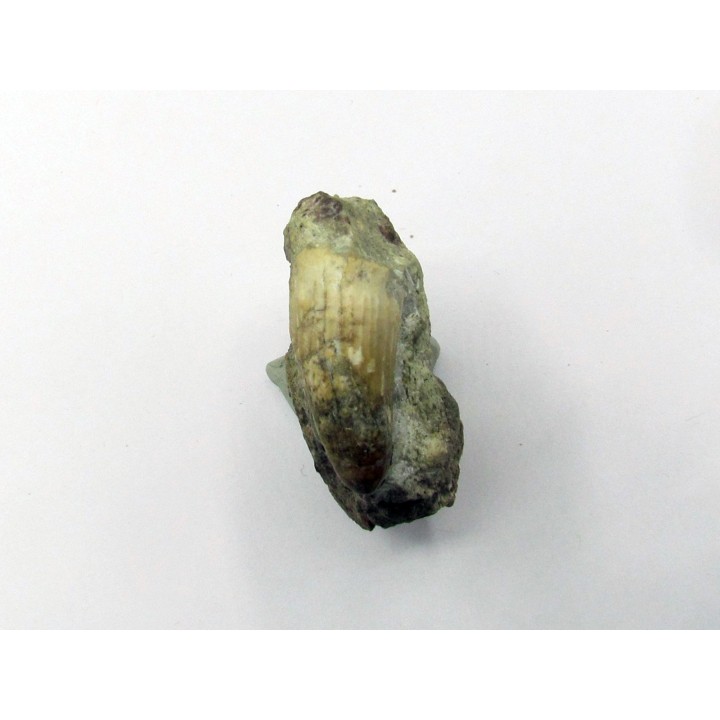 Siamosaurus suteethorni