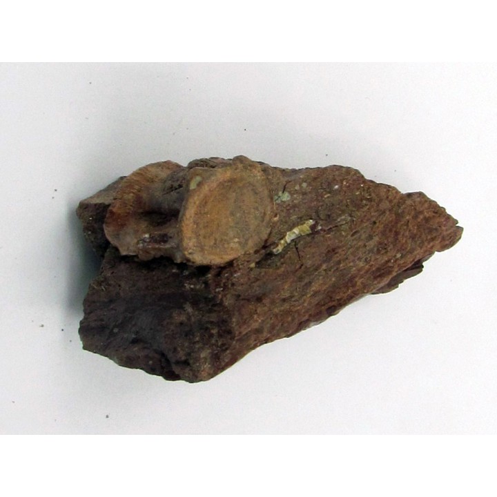 Coelophysis bauri