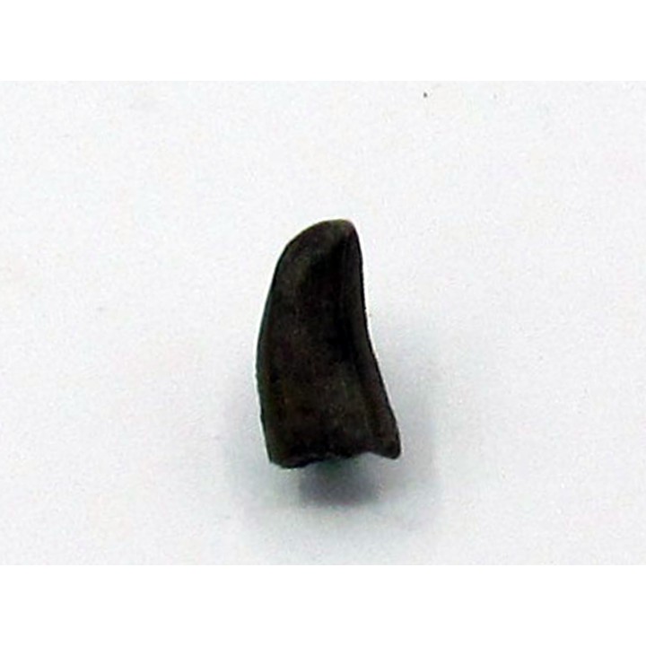 Kilestus aristotocus