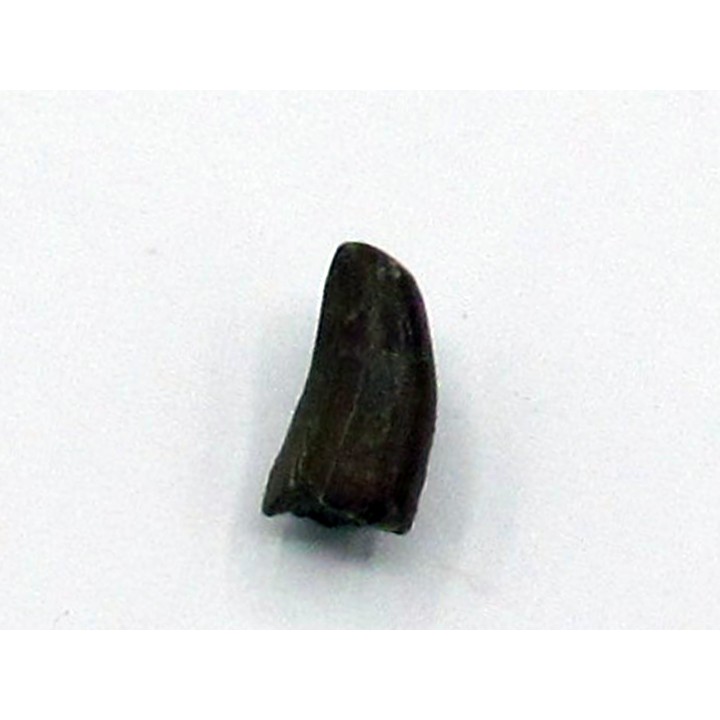 Kilestus aristotocus