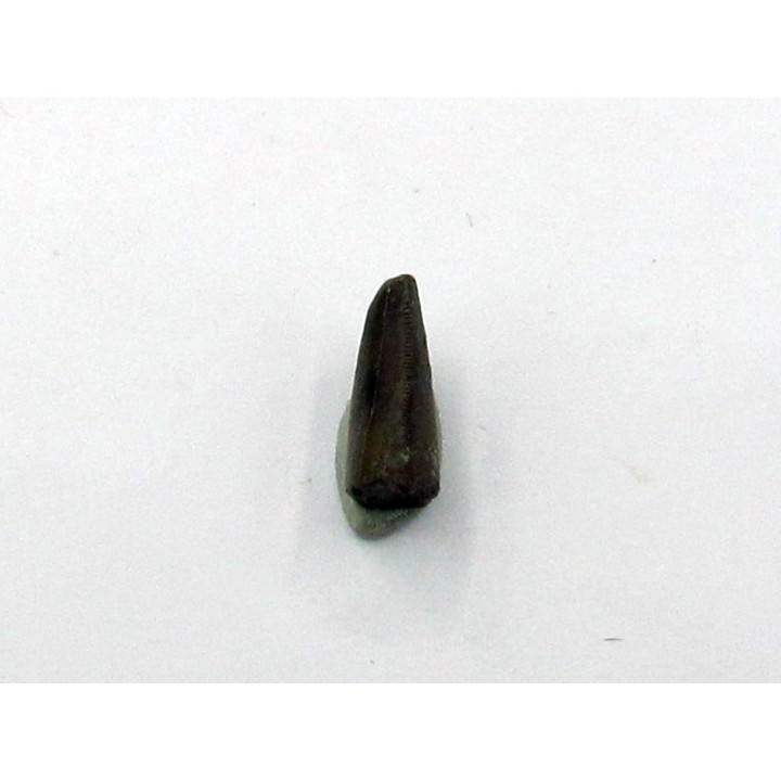 Kilestus aristotocus