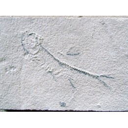 unprepared fossil fish KNIGHTIA