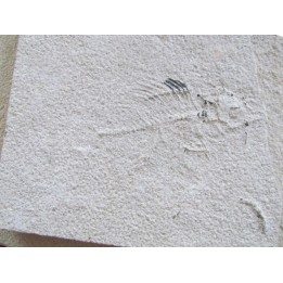 poisson fossile à dégager - PRISCACARA