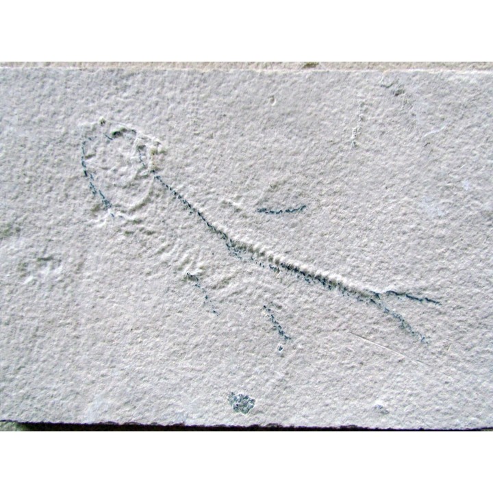 LOT  de  2 poissons fossile à dégager - KNIGHTIA