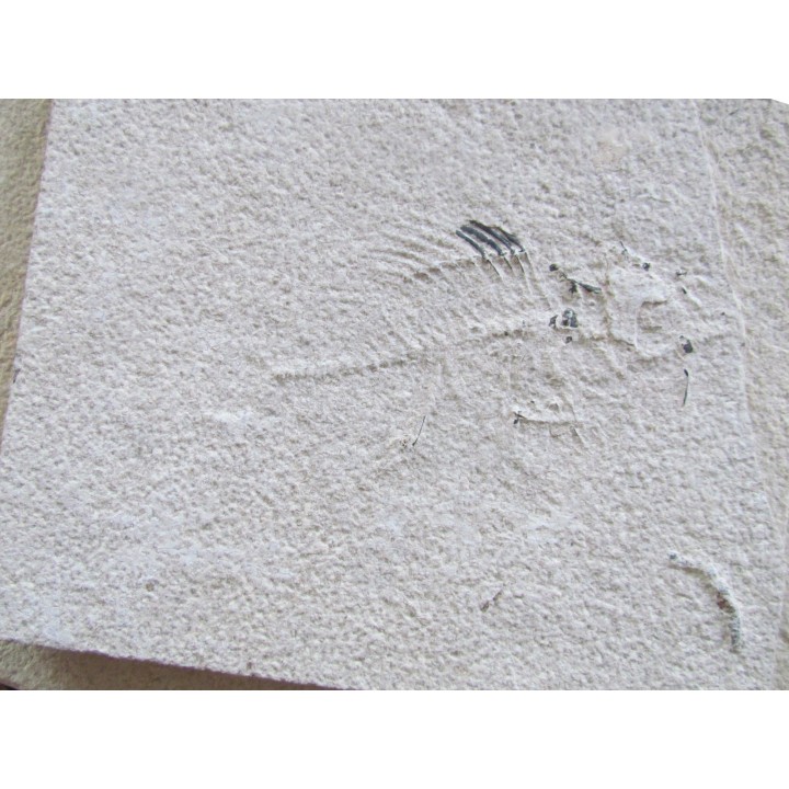 lot de 2 poissons fossile à dégager - PRISCACARA